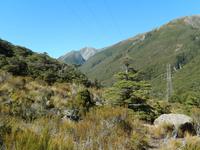 Wanderung Arthurs Pass Walking Track