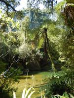 Wanderung Punakaiki Trail