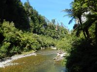 Wanderung Punakaiki Trail