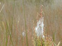 Spinnennester im Gras