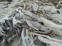 Strandspaziergang an der Tasman sea