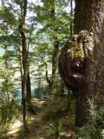 Mirror Lake Spaziergang