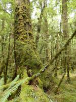 Lake Gunn Nature Walk