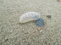 unbekannte spezies...