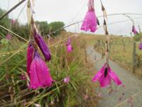 Strandweg Moeraki Boulders
