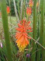Strandweg Moeraki Boulders