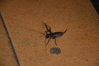 Besucher beim Hangi-Essen