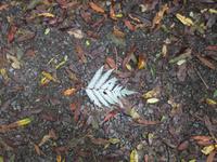 Maori-Wanderung mit Nghahuia