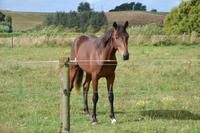 auf der Farm von Ron und Beth