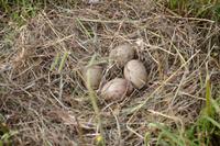 Pukeko-Nest auf der Kuhweide