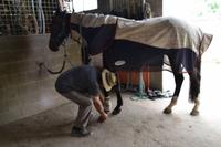 Ron verarztet sein Rennpferd