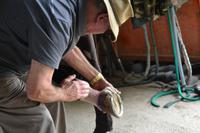 Ron verarztet sein Rennpferd