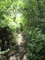 Spaziergang bei Paihia