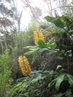 Spaziergang bei Paihia