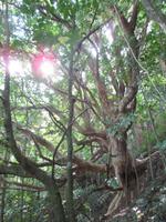 Spaziergang bei Paihia