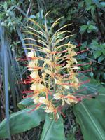 Spaziergang bei Paihia