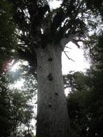 größter lebender Kauri