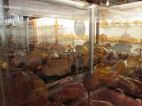 Bernsteinausstellung im Kauri-Museum