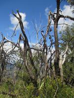 Brandschäden - Blue Mountains