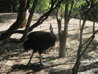Cassowary im Wildlife Park