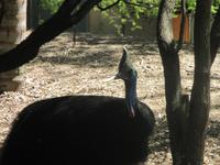 Cassowary im Wildlife Park