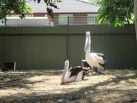 Pelikane im Wildlife Park