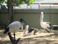 Ibis und Pelikane im Wildlife Park