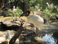 Ibis im Wildlife Park