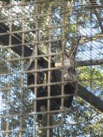 im Wildlife Park - Flughunde