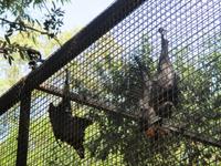 im Wildlife Park - Flughunde