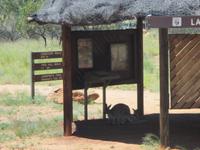 Kängurus im Schatten