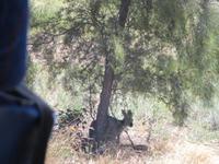 Kängurus im Schatten