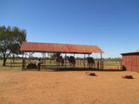 Kamelfarm im Outback