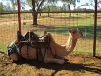 Kamelfarm im Outback