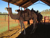 Kamelfarm im Outback