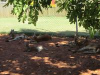 auf der Kamelfarm im Outback - Kängurus
