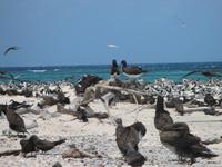 Katamaranfahrt zum Great Barrier Riff