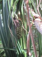 im Tjapukai Kulturpark