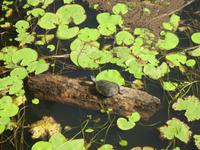 im Tjapukai Kulturpark