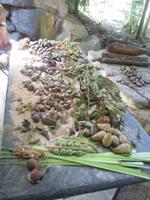 Aboriginee Früchte und Heilmittel im Tjapukai Kulturpark