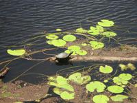 im Tjapukai Kulturpark