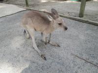 Rainforest Habitat Wildlife Park