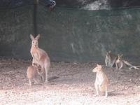 Rainforest Habitat Wildlife Park