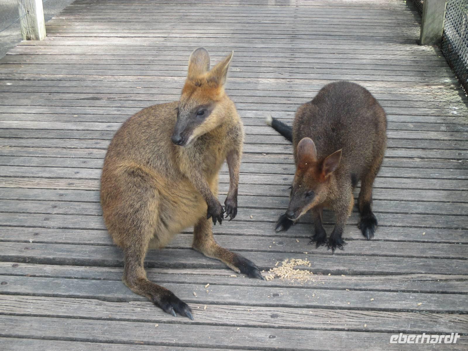 Rainforest Habitat Wildlife Park
