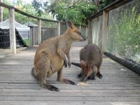 Rainforest Habitat Wildlife Park