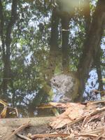 Rainforest Habitat Wildlife Park