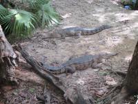 Rainforest Habitat Wildlife Park