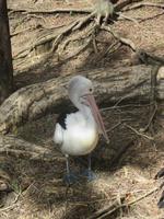 Rainforest Habitat Wildlife Park