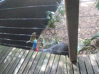 Rainforest Habitat Wildlife Park