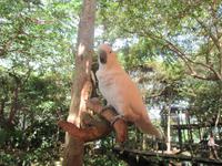 Rainforest Habitat Wildlife Park